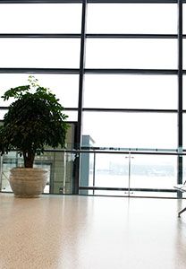 Grande plante en pot près d'une grande fenêtre donnant sur un bâtiment et l'extérieur. Intérieur lumineux.