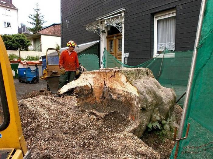 gefräster Baumstumpf