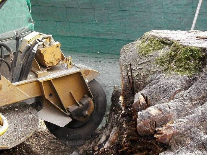 Baumfräse neben Baumstumpf