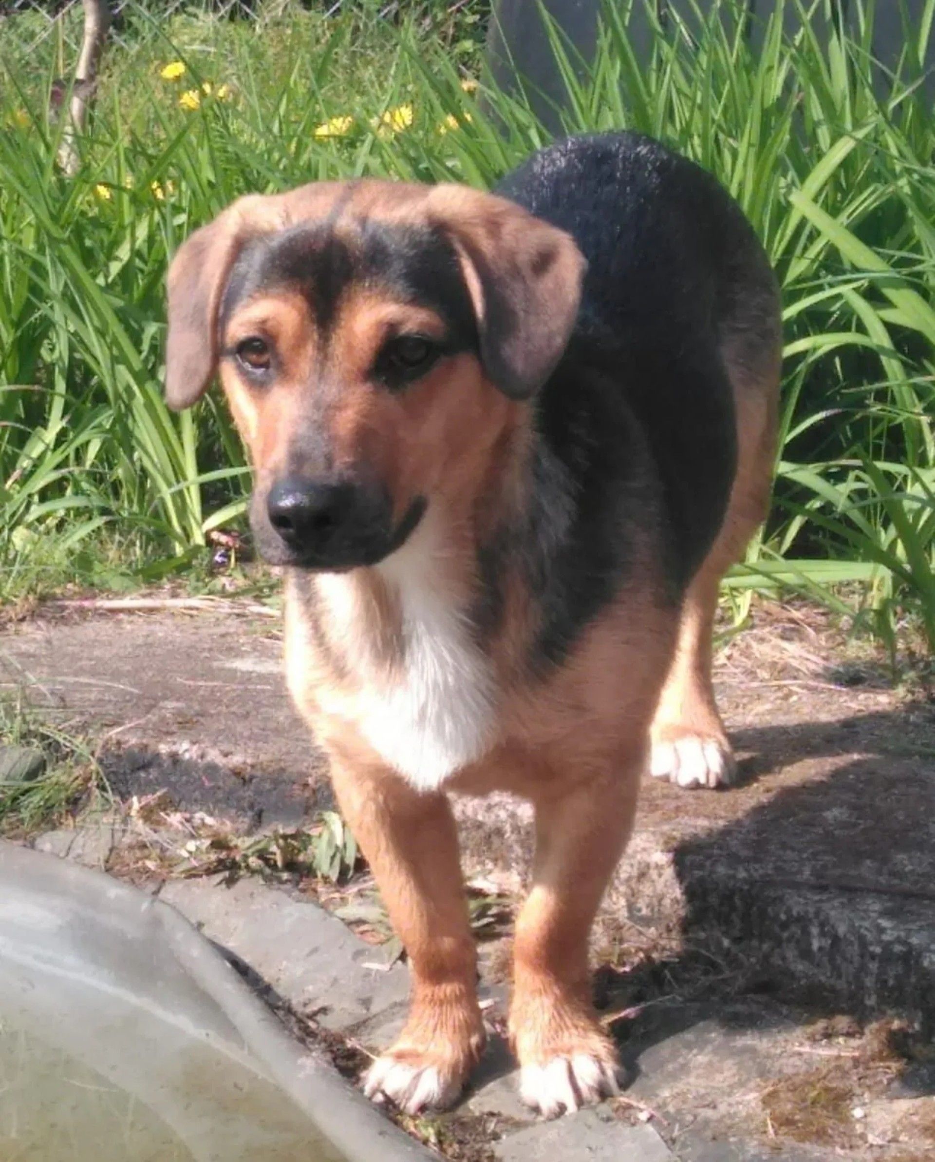 Ein kleiner brauner und schwarzer Hund steht auf einem Bürgersteig