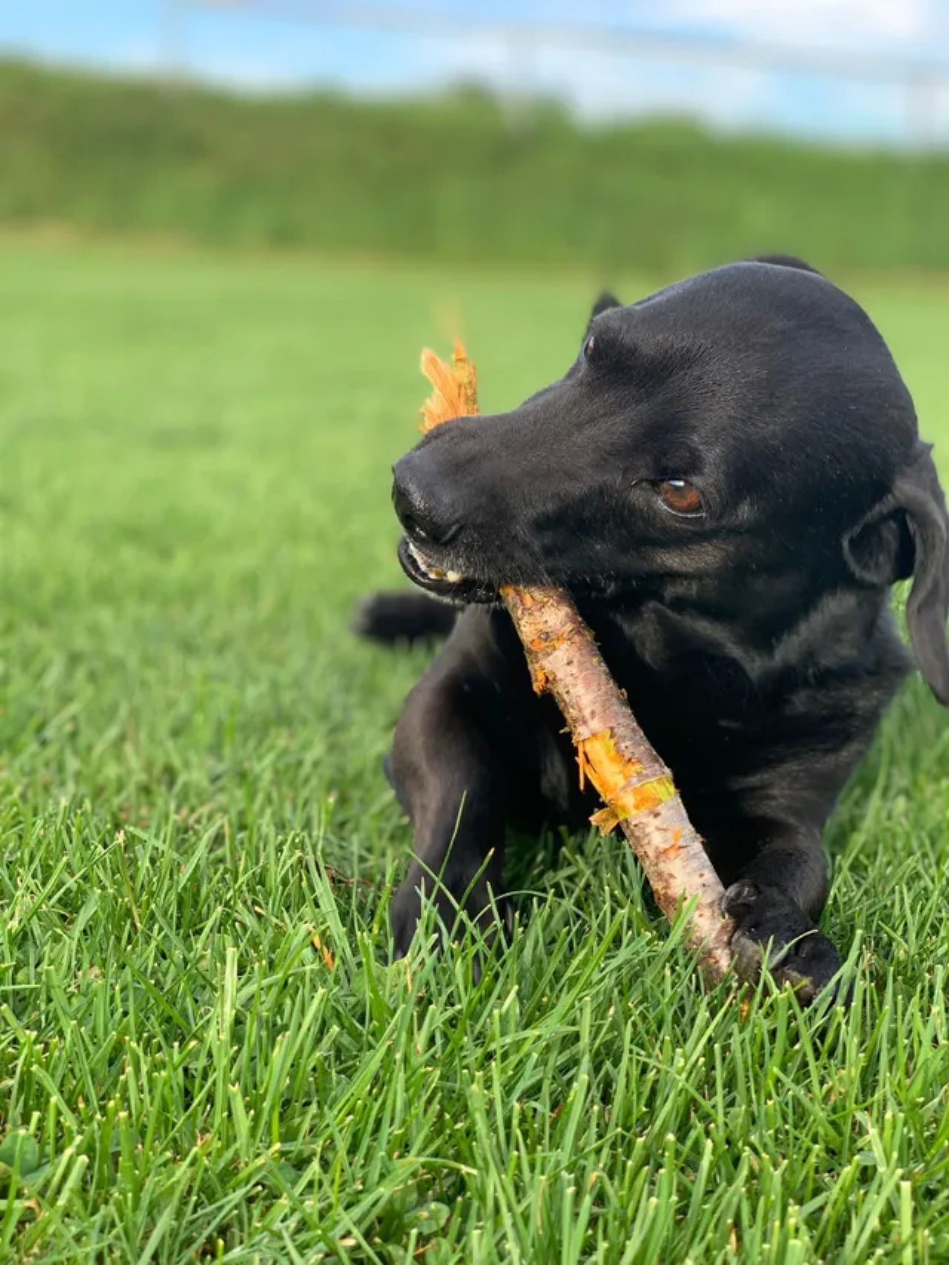 Ein schwarzer Hund kaut auf einem Stock im Gras.
