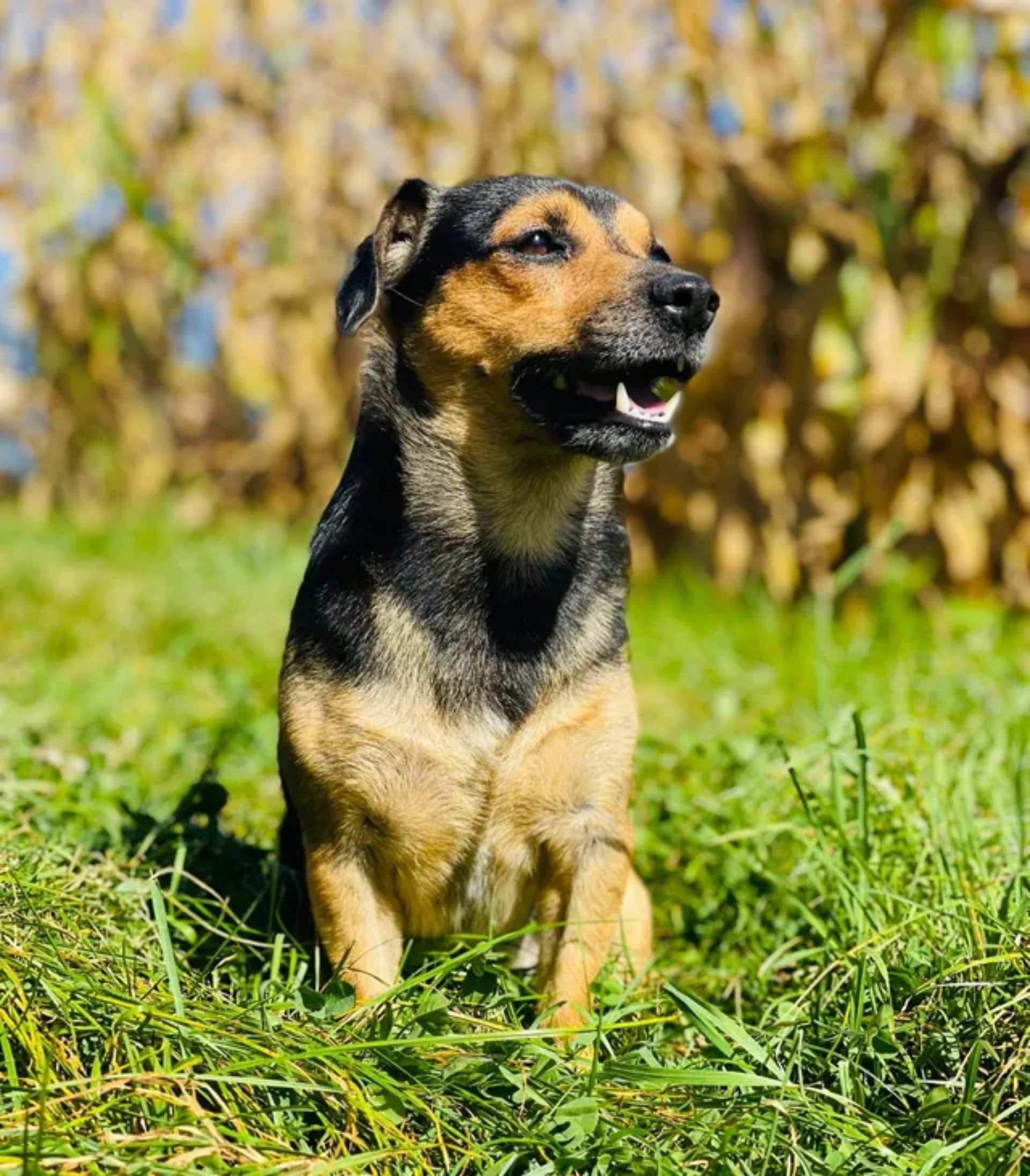 Ein kleiner braun-schwarzer Hund sitzt im Gras.