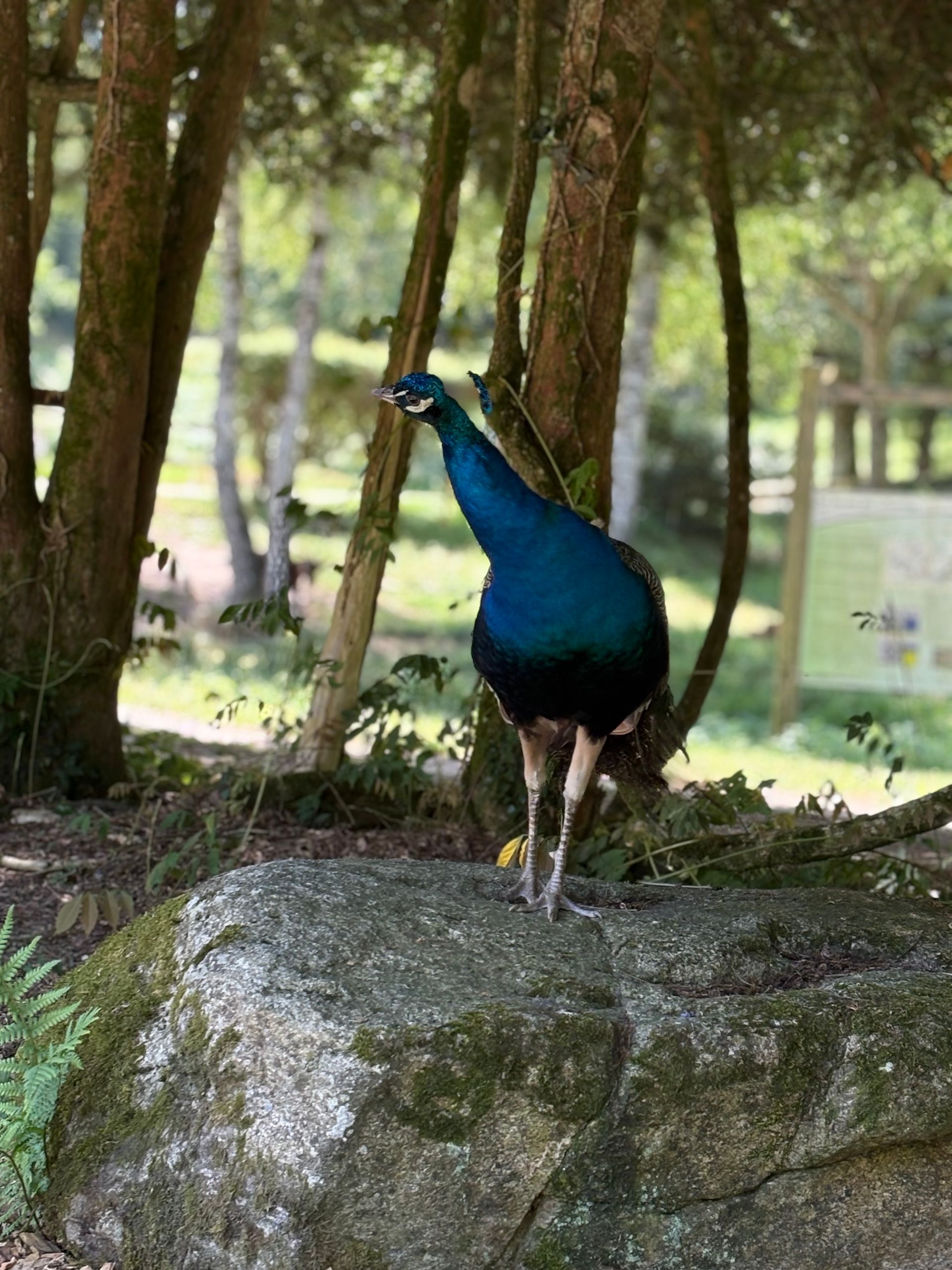 Un paon au plumage bleu éclatant se tient debout sur un gros rocher dans une zone boisée.