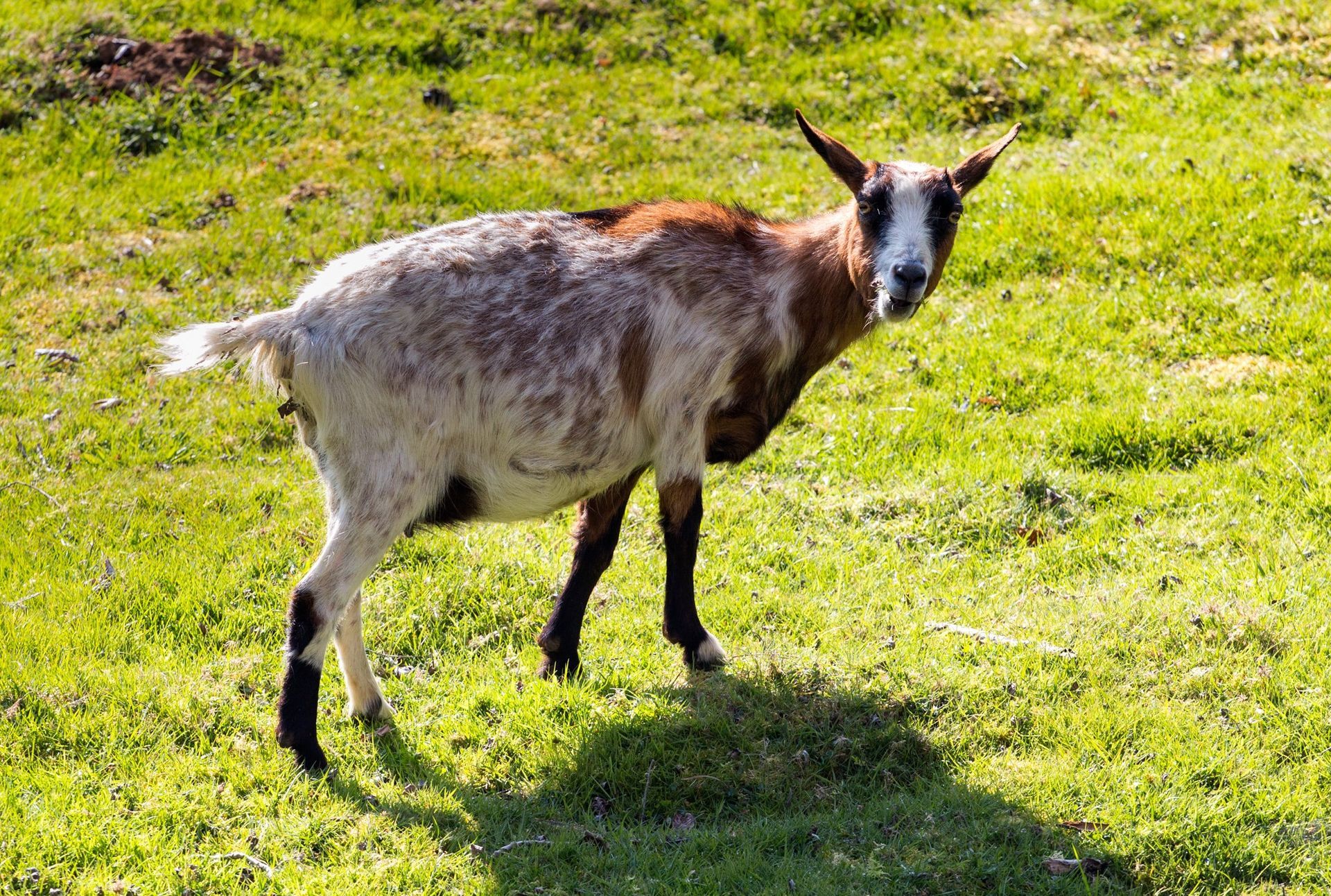 Une chèvre au pelage brun, blanc et noir se tient debout dans un champ herbeux, regardant l'objectif.