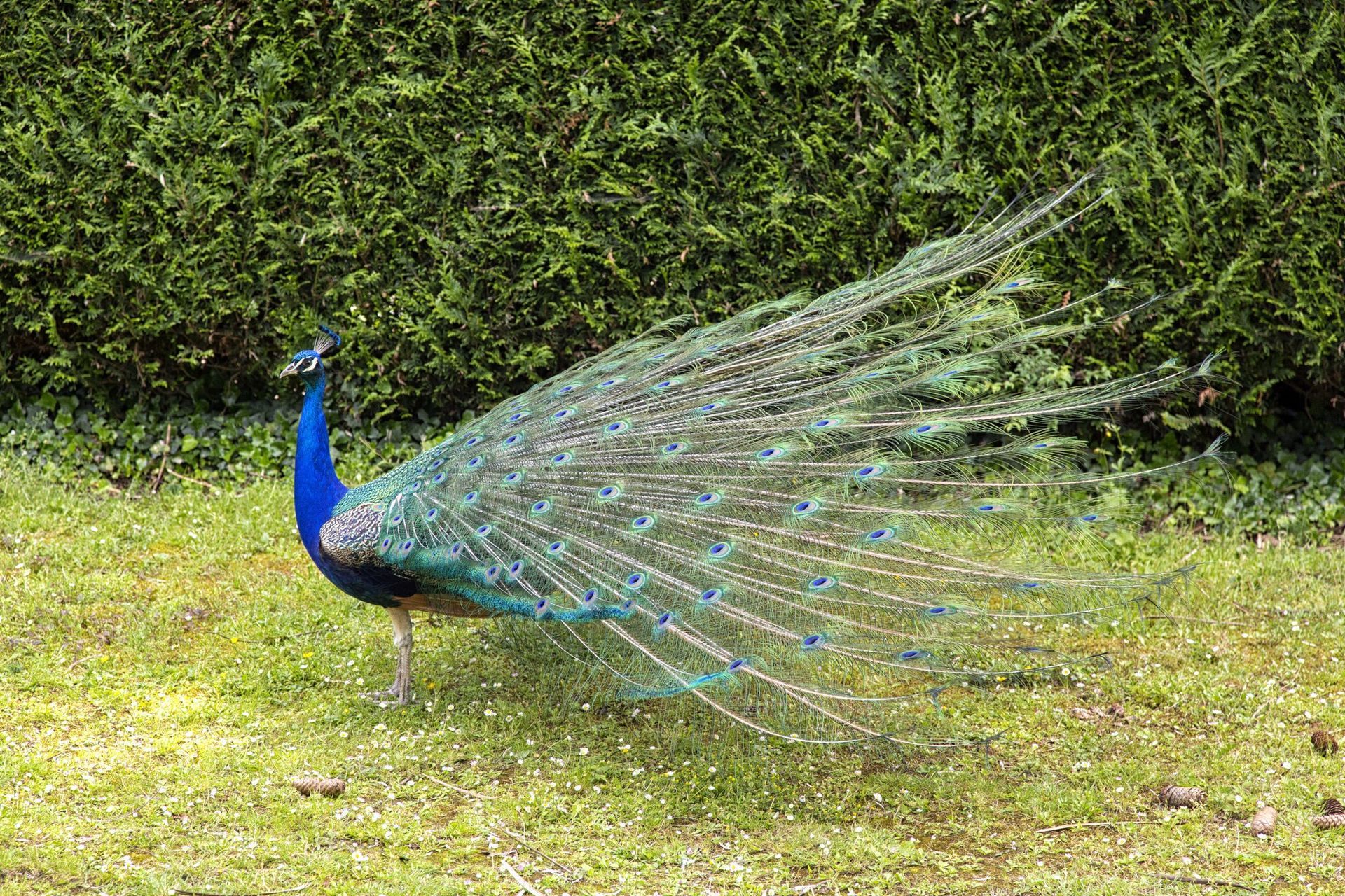Un paon déploie ses plumes de queue éclatantes sur une pelouse herbeuse, avec une haie verte en arrière-plan.