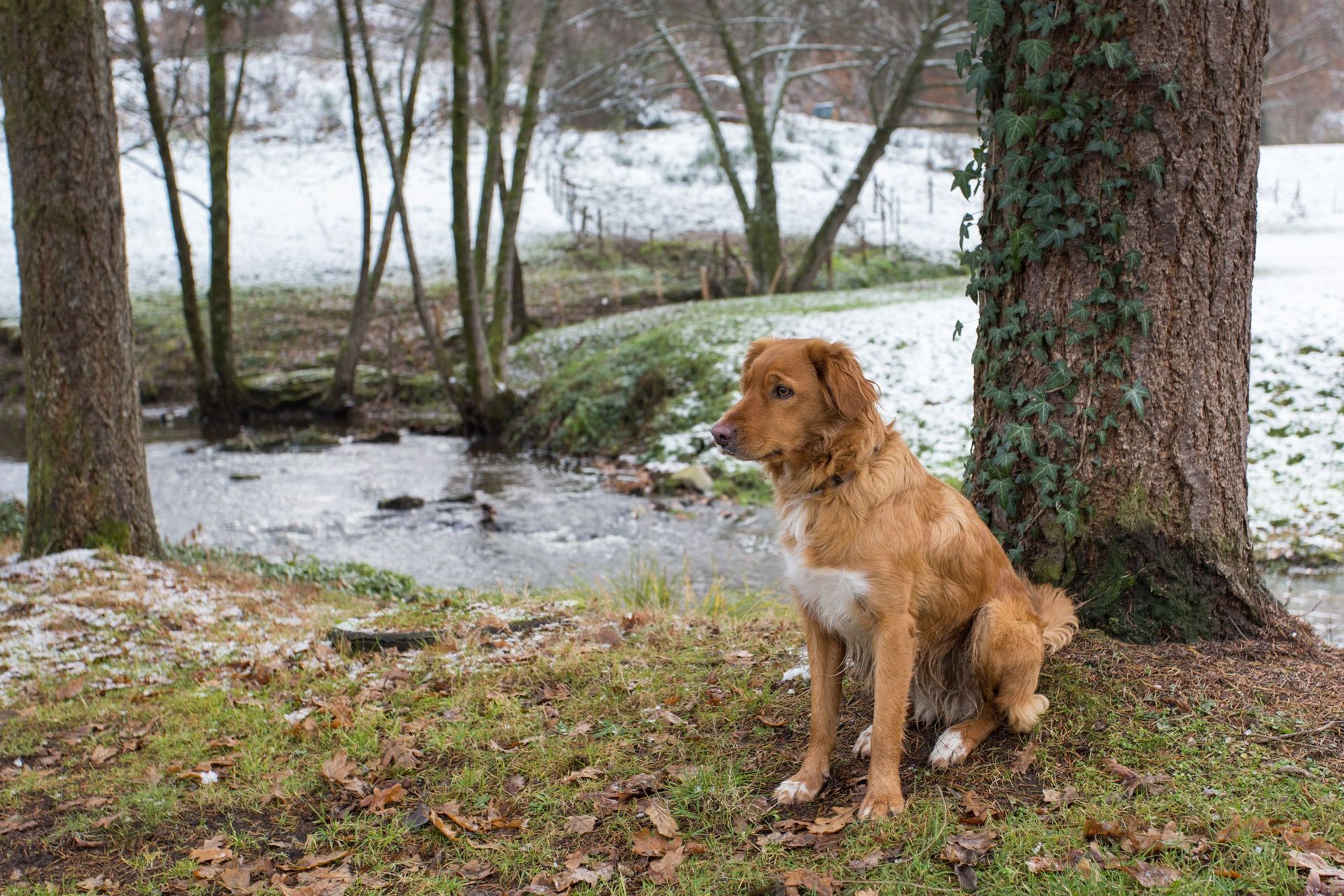 Un chien brun est assis près d'un ruisseau dans une forêt enneigée.