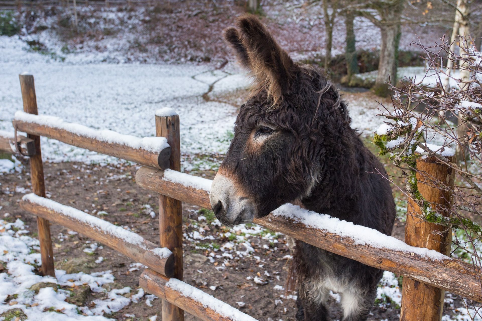 Âne au pelage sombre, clôture enneigée et arrière-plan.