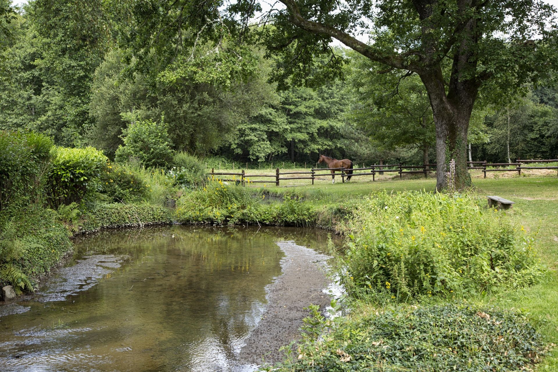 Un étang dans un paysage verdoyant, avec un cheval qui broute derrière une clôture, sous un arbre.
