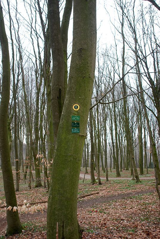 Ein Baum mitten in einem Wald mit einem grünen Schild darauf