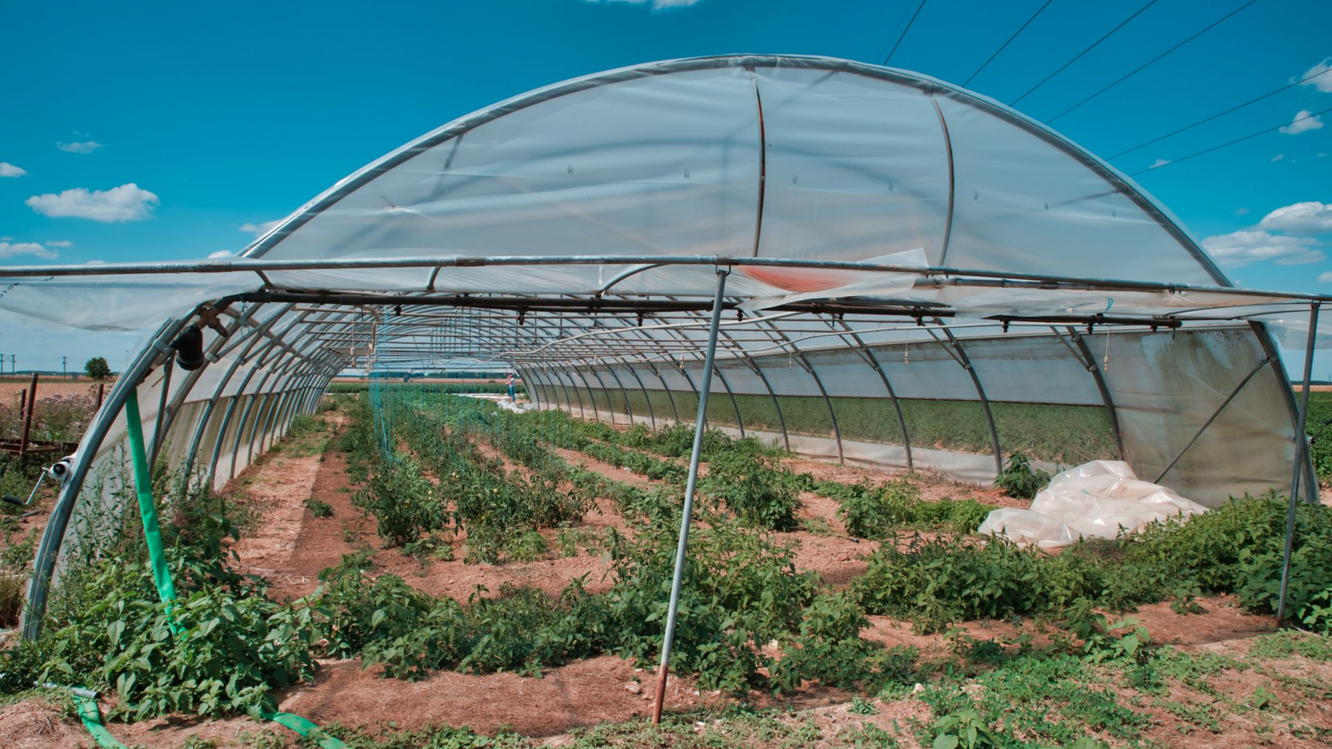 Légumes récoltés dans une serre.