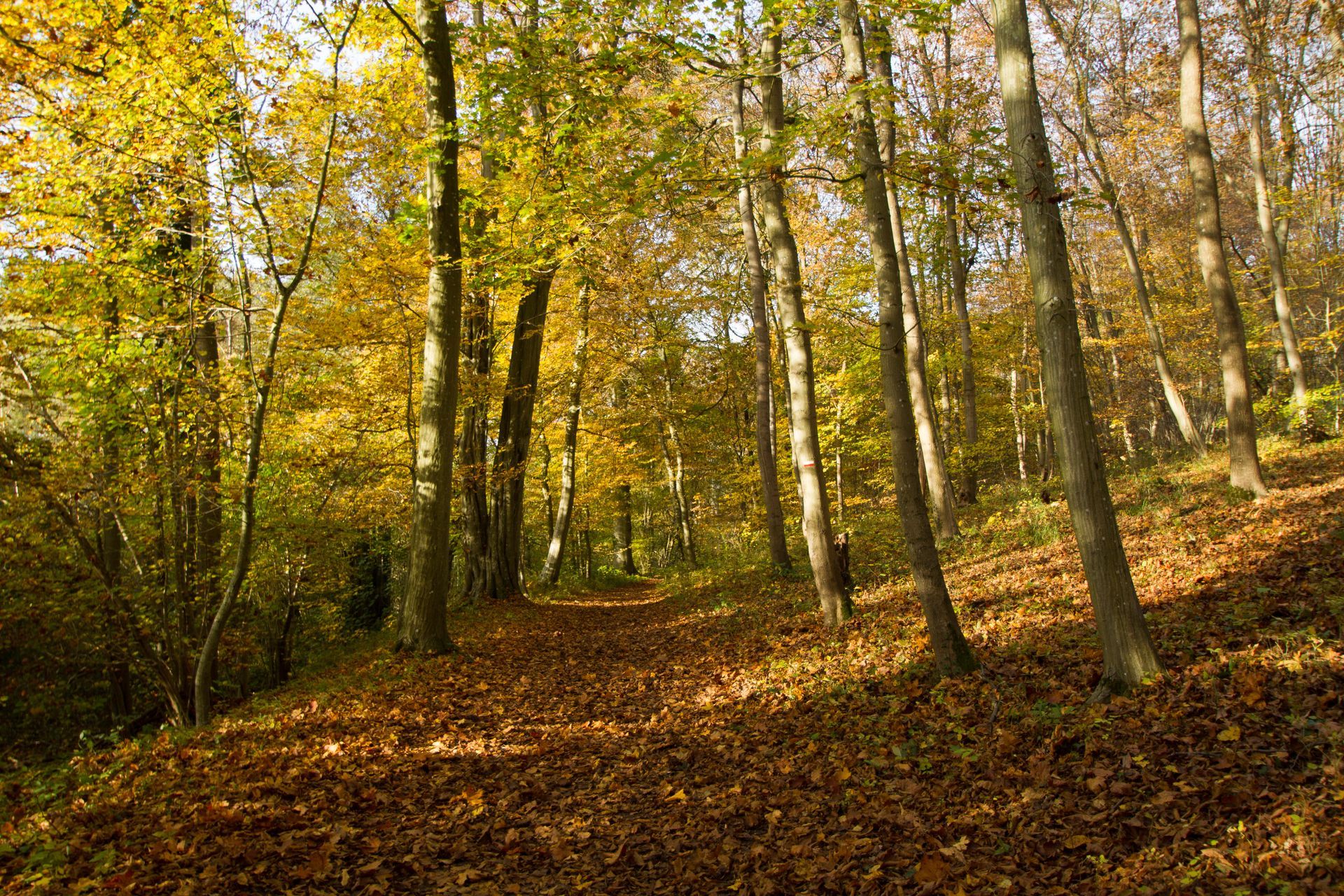 Vers la page Producteur fermier à Gambais.