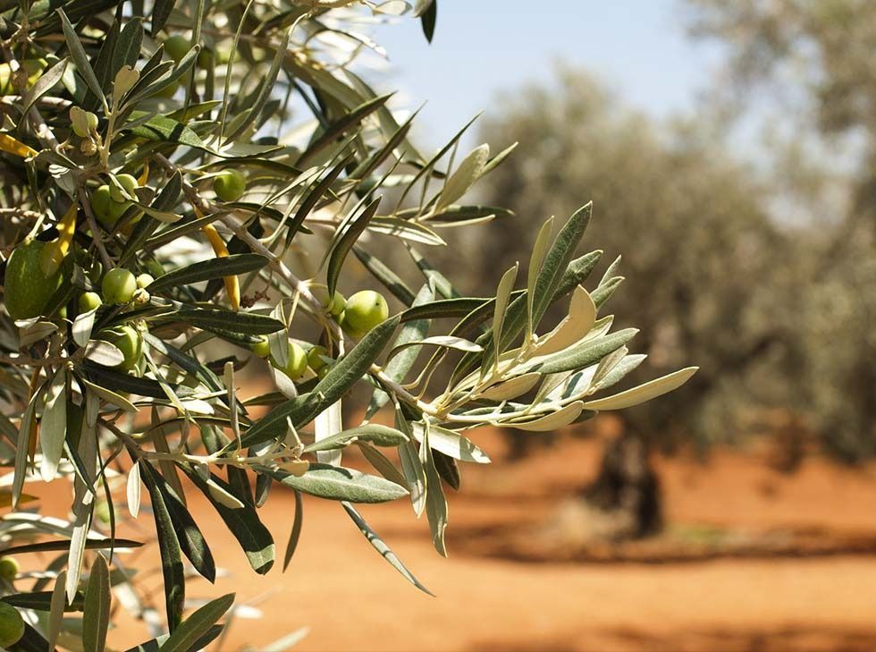 Un primer plano de un olivo con aceitunas verdes colgando de él.