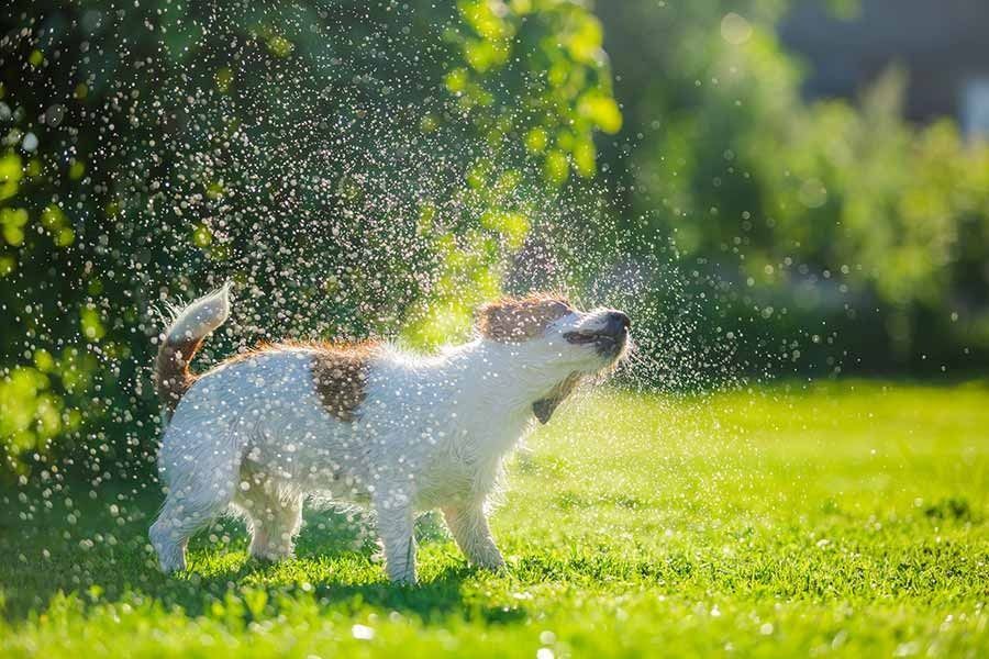 Un perro se está rociando agua sobre el césped.