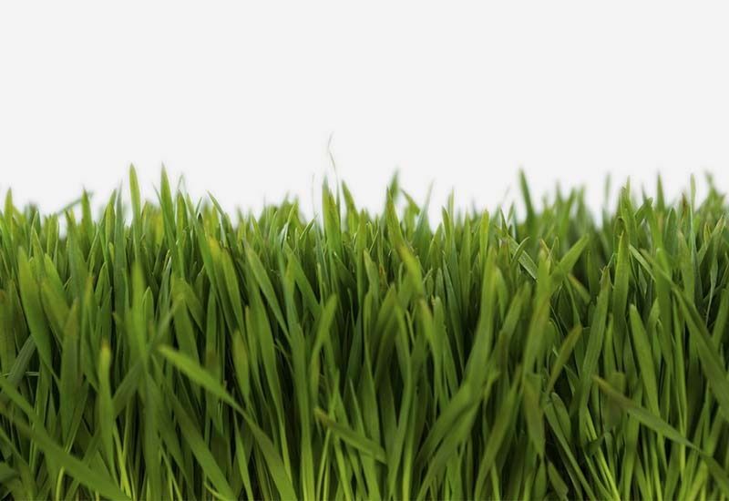 Un primer plano de un exuberante campo de hierba verde sobre un fondo blanco.