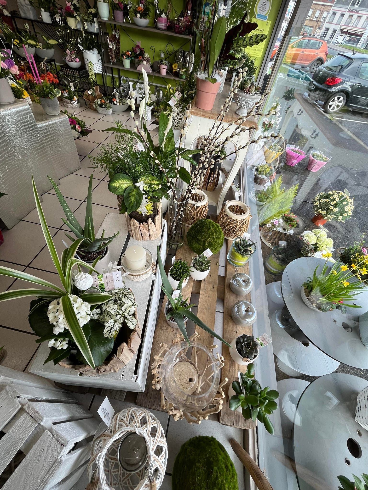 Plantes grasses en exposition