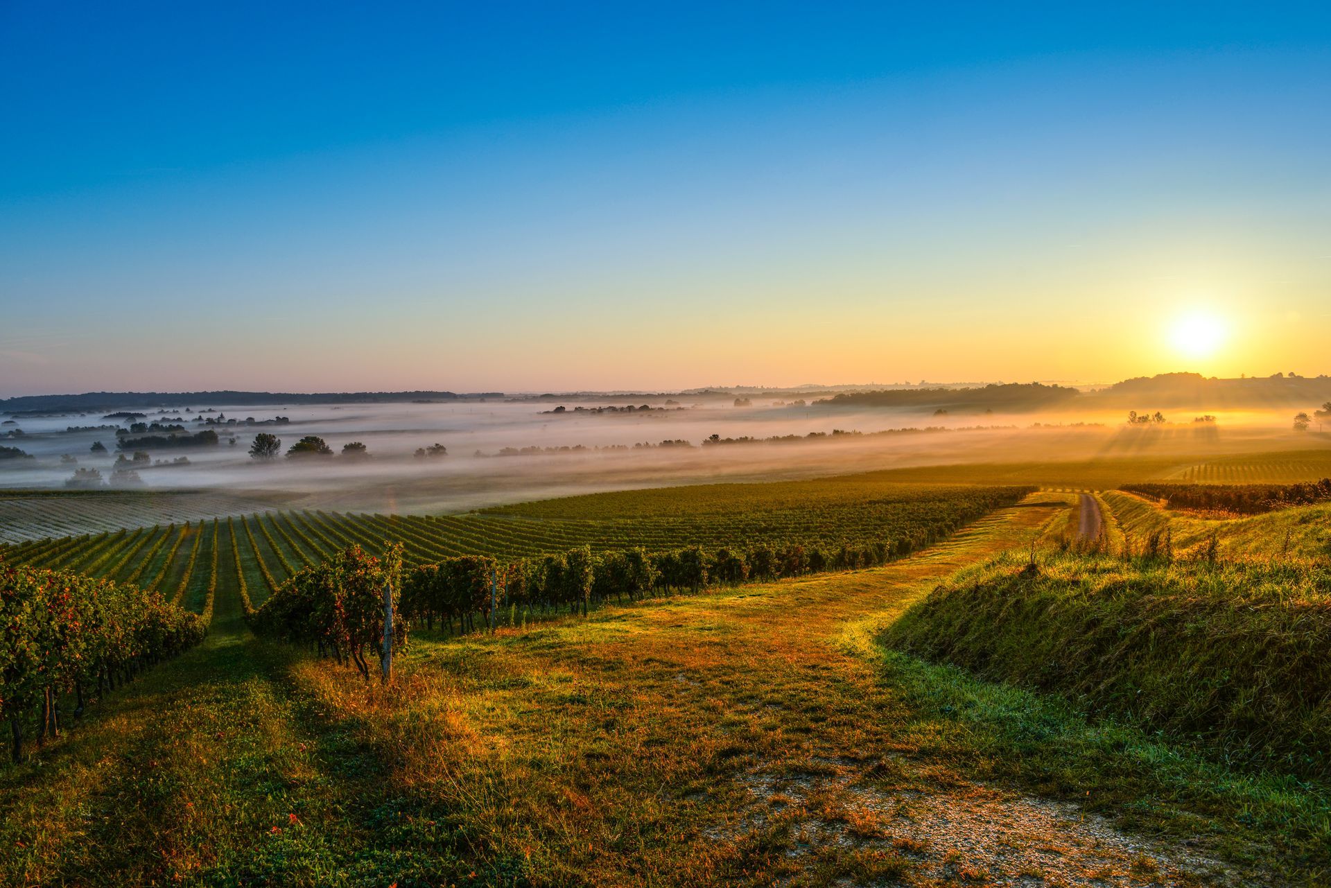 Vignes dans le Médoc