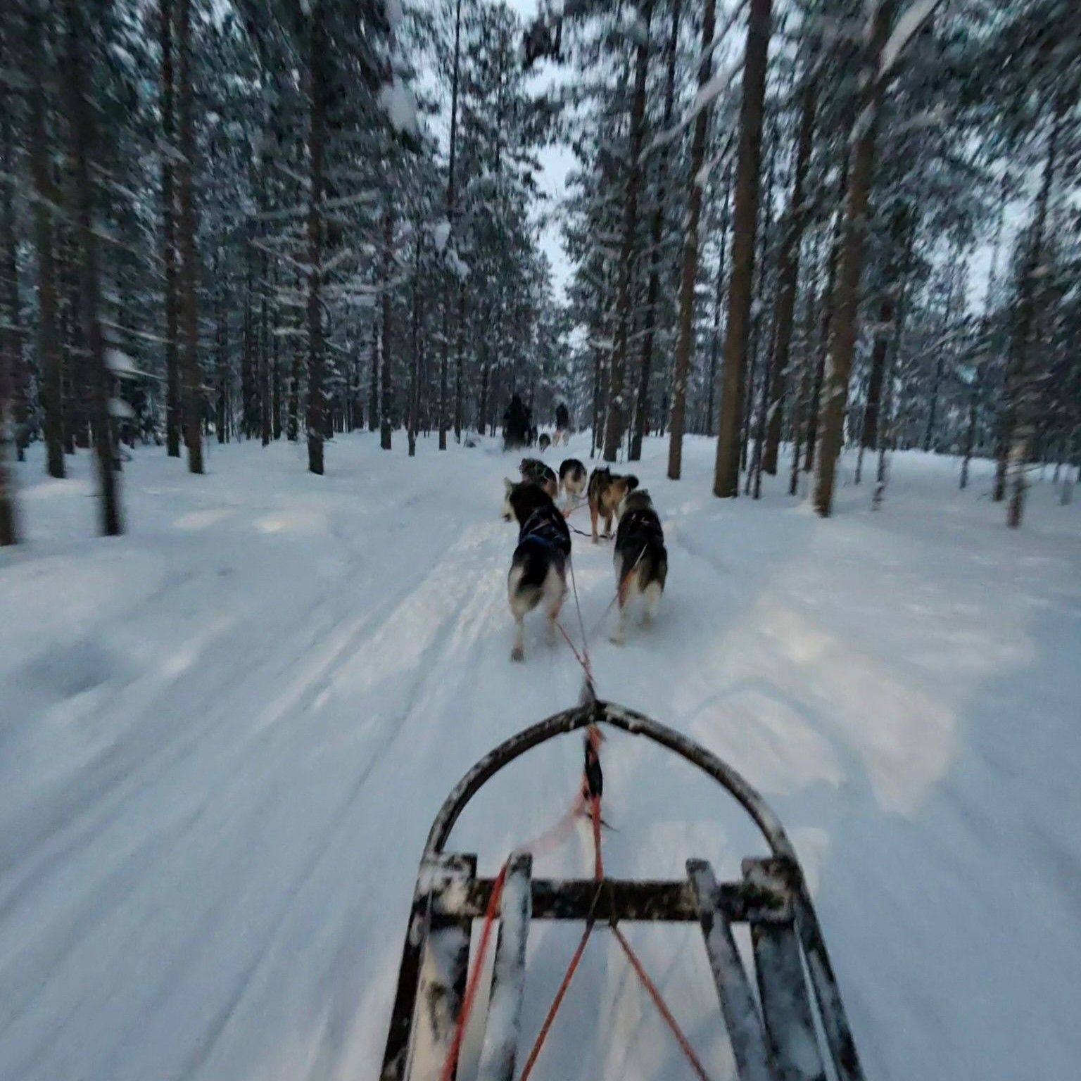 Husky sleigh ride in Lapland