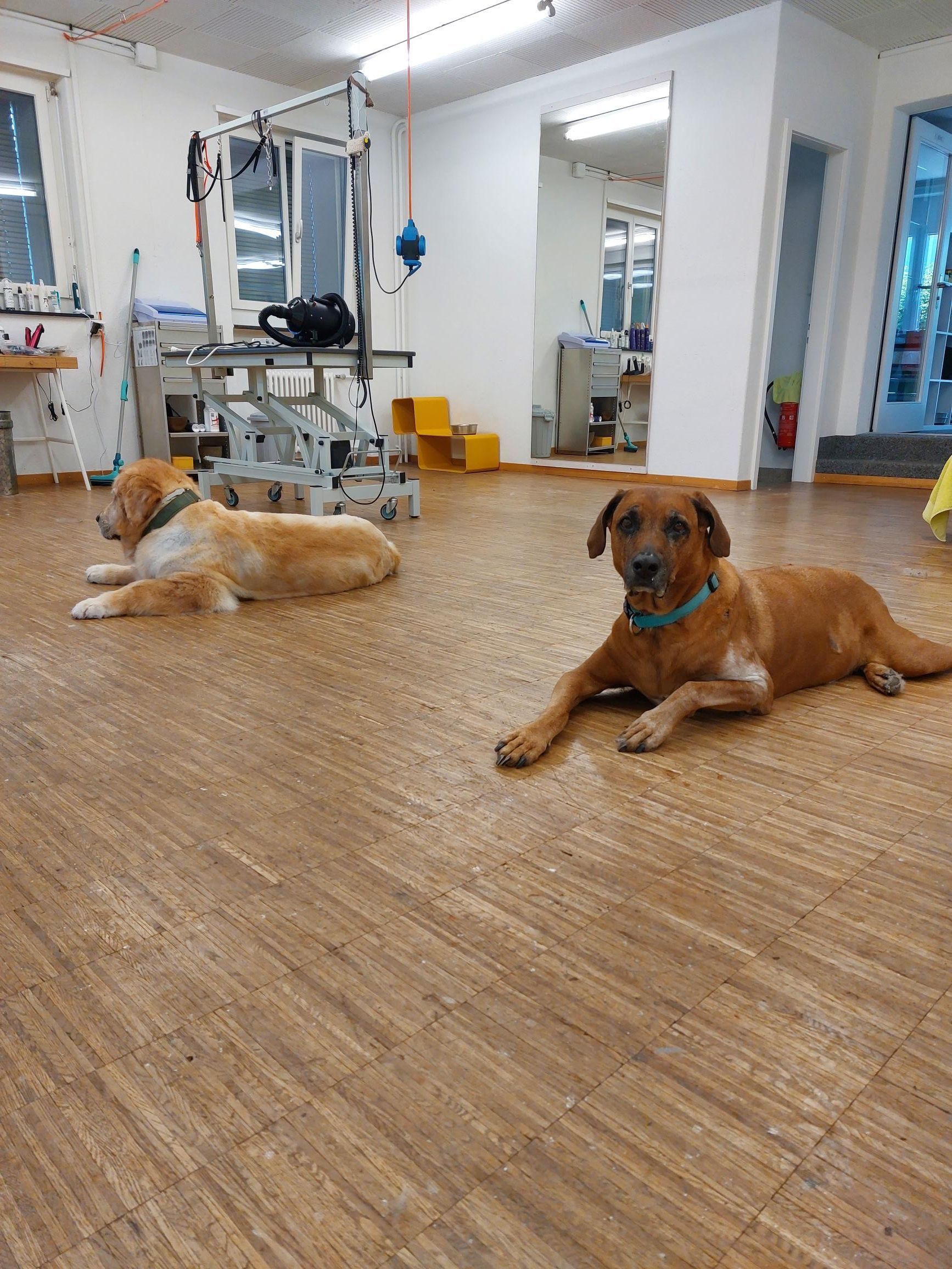 Hundepflege Salon Fein-Gemacht