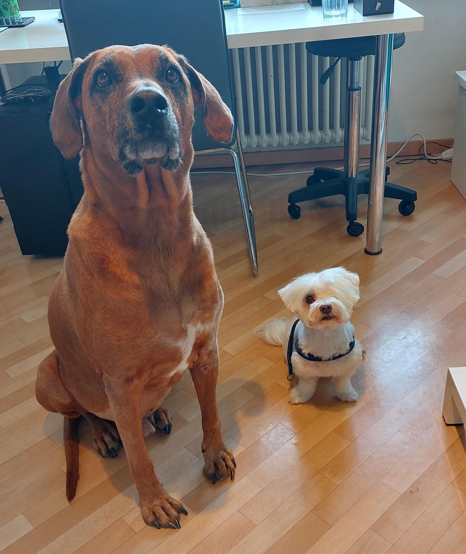 Hundepflege Salon Fein-Gemacht