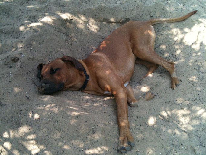 Hundepflege Salon Fein-Gemacht