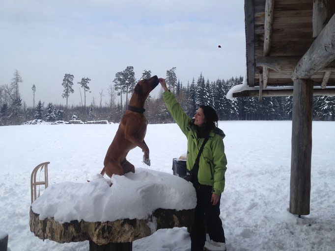 Hundepflege Salon Fein-Gemacht