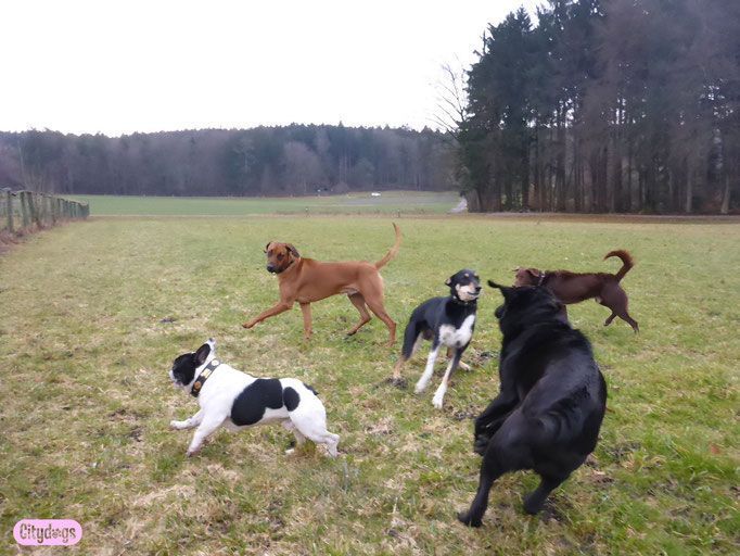 Hundepflege Salon Fein-Gemacht