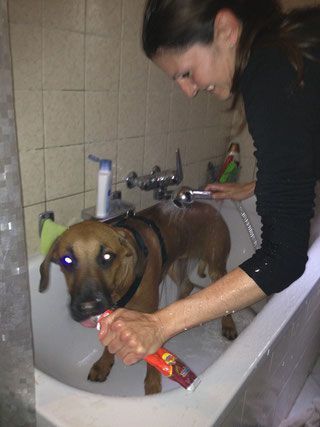 Hundepflege Salon Fein-Gemacht