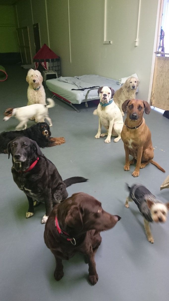 Hundepflege Salon Fein-Gemacht