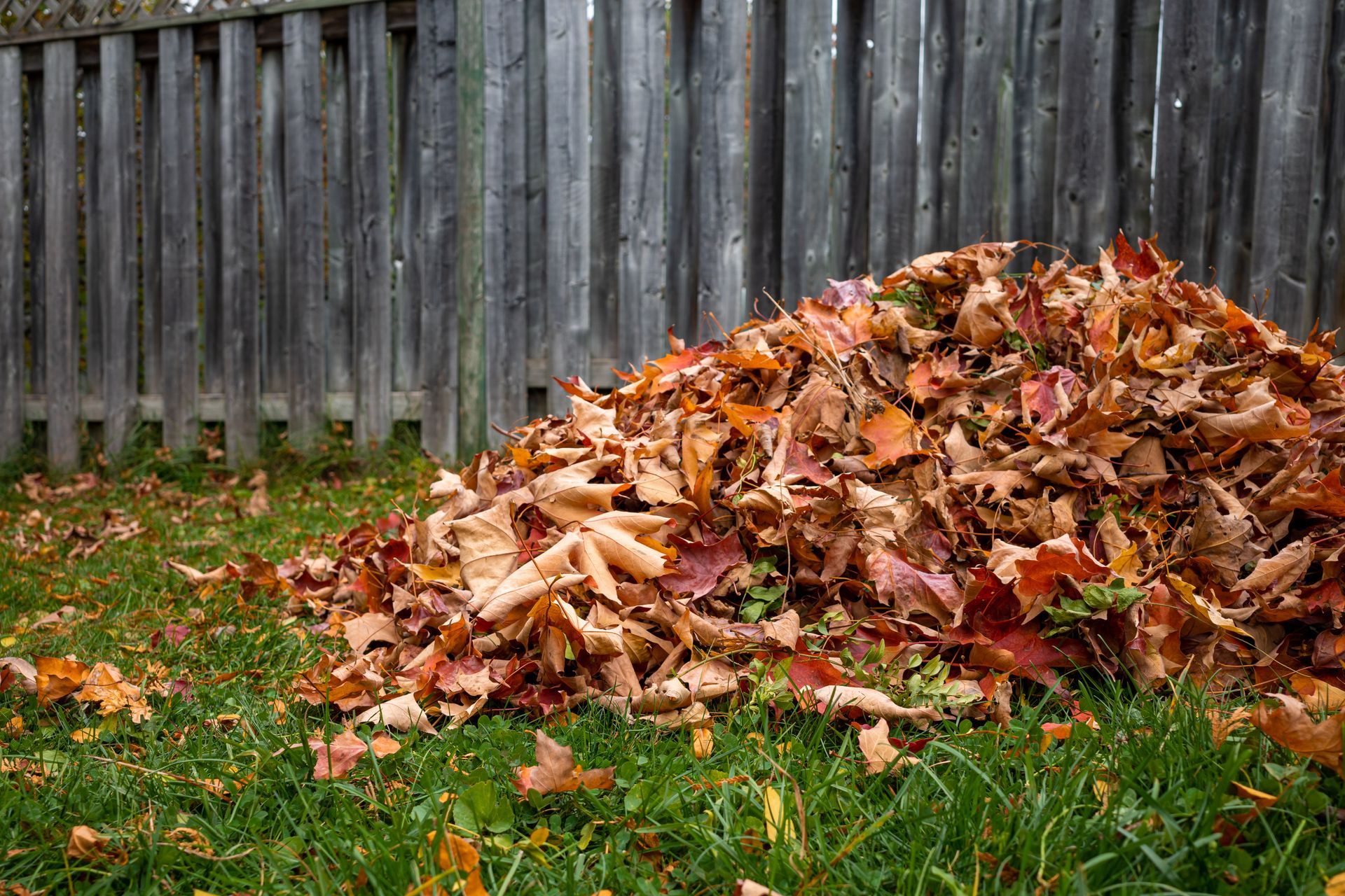 Un tas de feuilles mortes