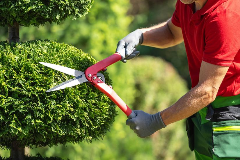 Une personne qui coupe les feuilles d'un arbuste