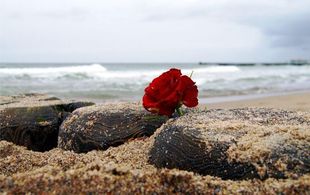rote Rose und Steine am Sandstrand, Meer im Hintergrund