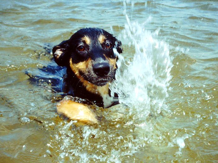 Ein schwarz-brauner Hund schwimmt im Wasser