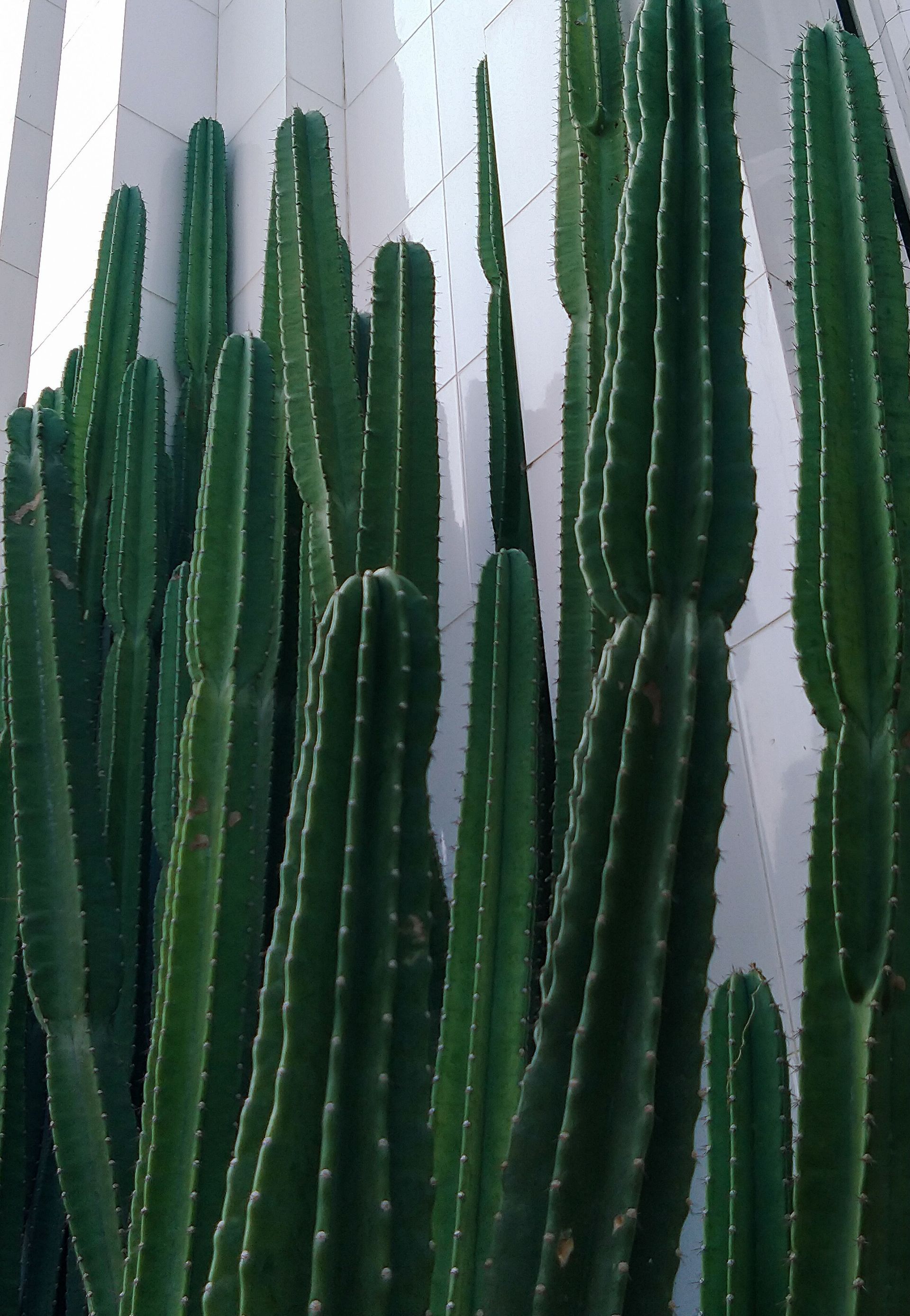 Kadushi, de zuilcactus die op Curaçao als erfafscheiding groeit