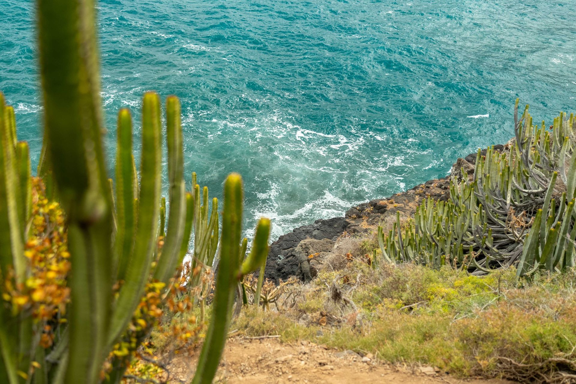 Kadushi-cactussen aan de ruwe noordkust van Curacao