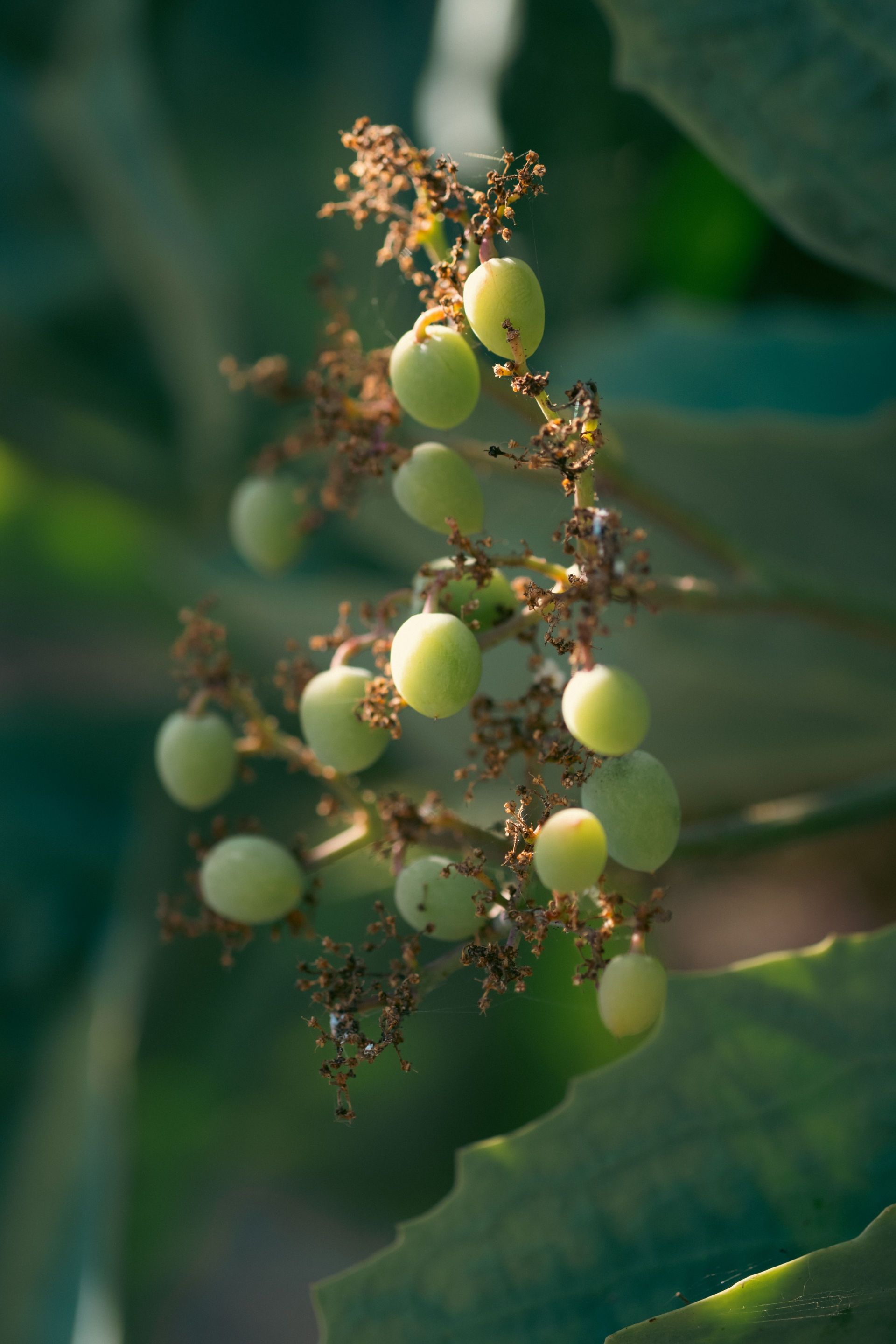 Trossen kleine groene kenepavruchten aan de tak