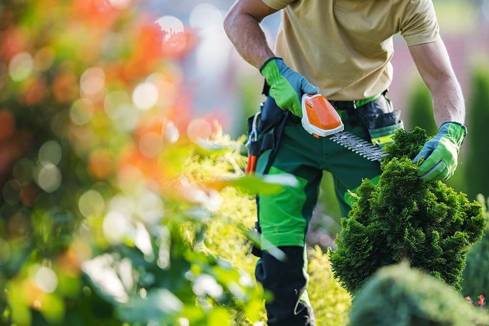 Un hombre está cortando un arbusto con un par de tijeras en un jardín.