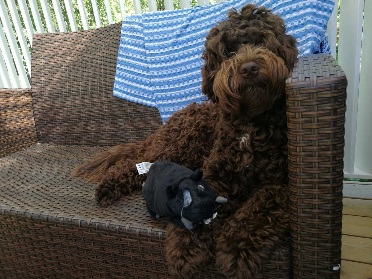 Vuk - Merja Torniainen