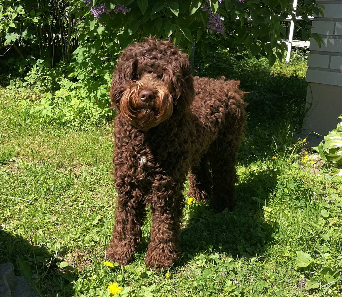 Vuk - Merja Torniainen