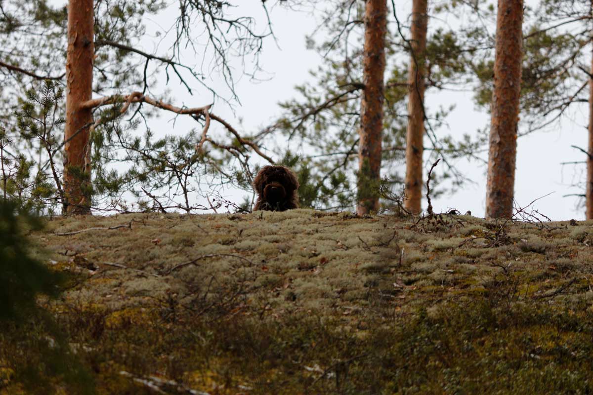 Vuk - Merja Torniainen