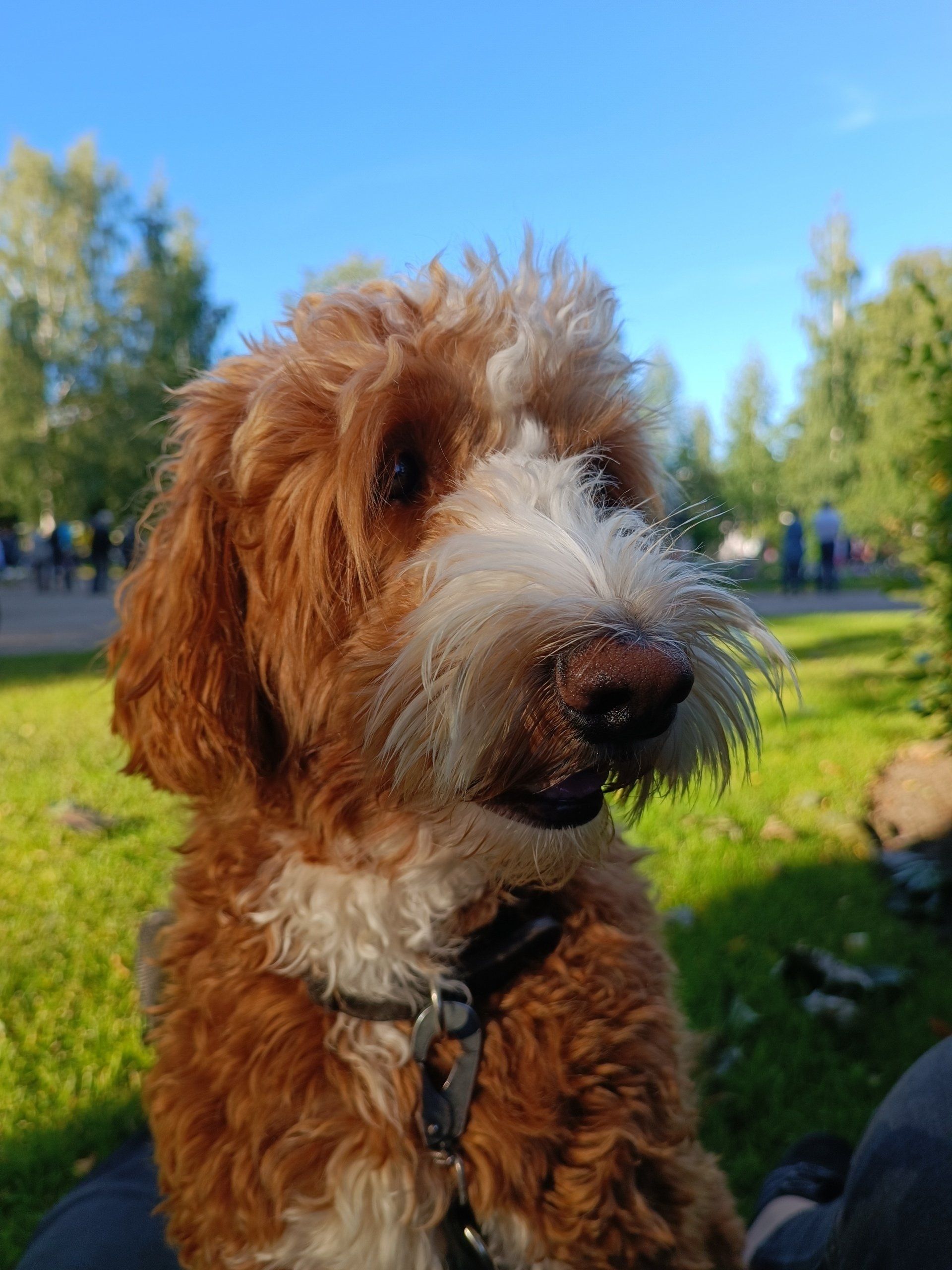 Keiju - Merja Torniainen