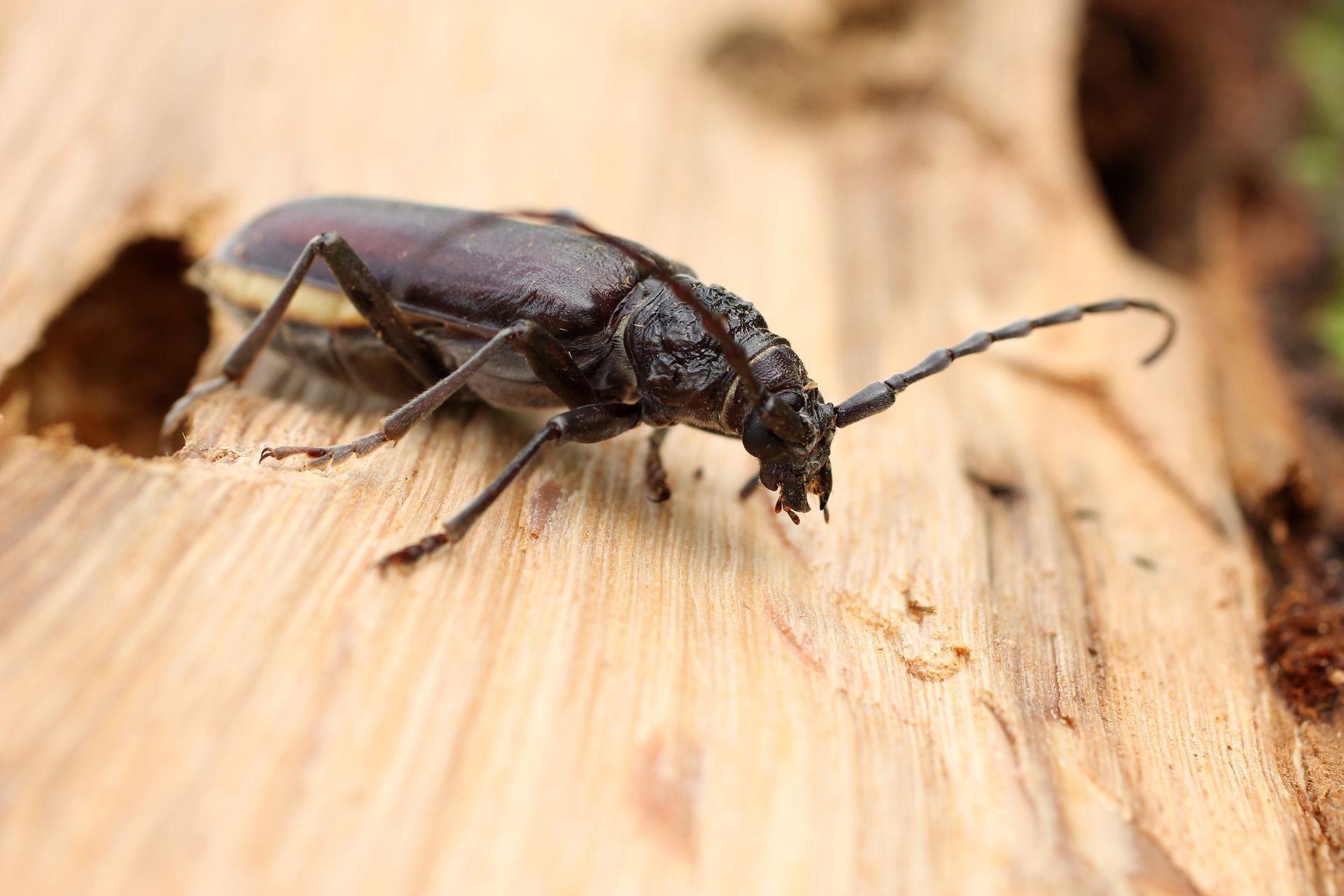 Gros plan d'un coléoptère noir sur du bois clair, avec de longues antennes et des pattes visibles.