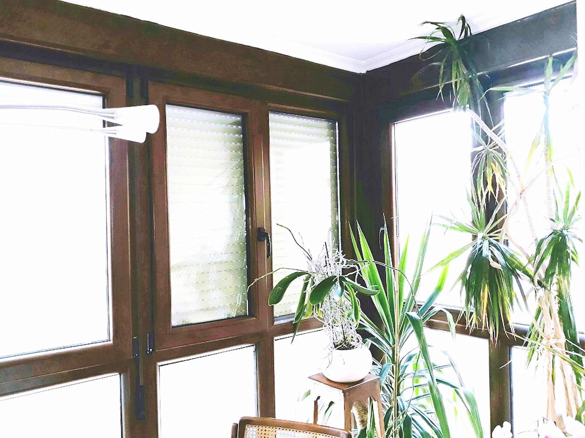 Ventanas esquineras con marco de madera y plantas en el interior. Una ventana está ligeramente abierta.