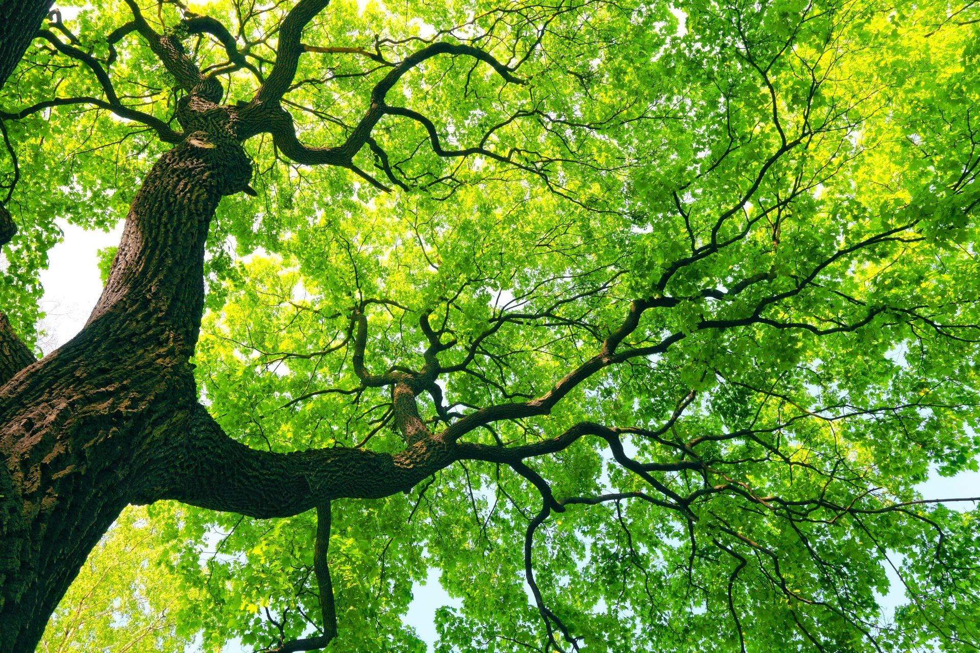 Large canopée verte où la lumière du soleil filtre à travers le feuillage dense au-dessus d'un tronc sombre