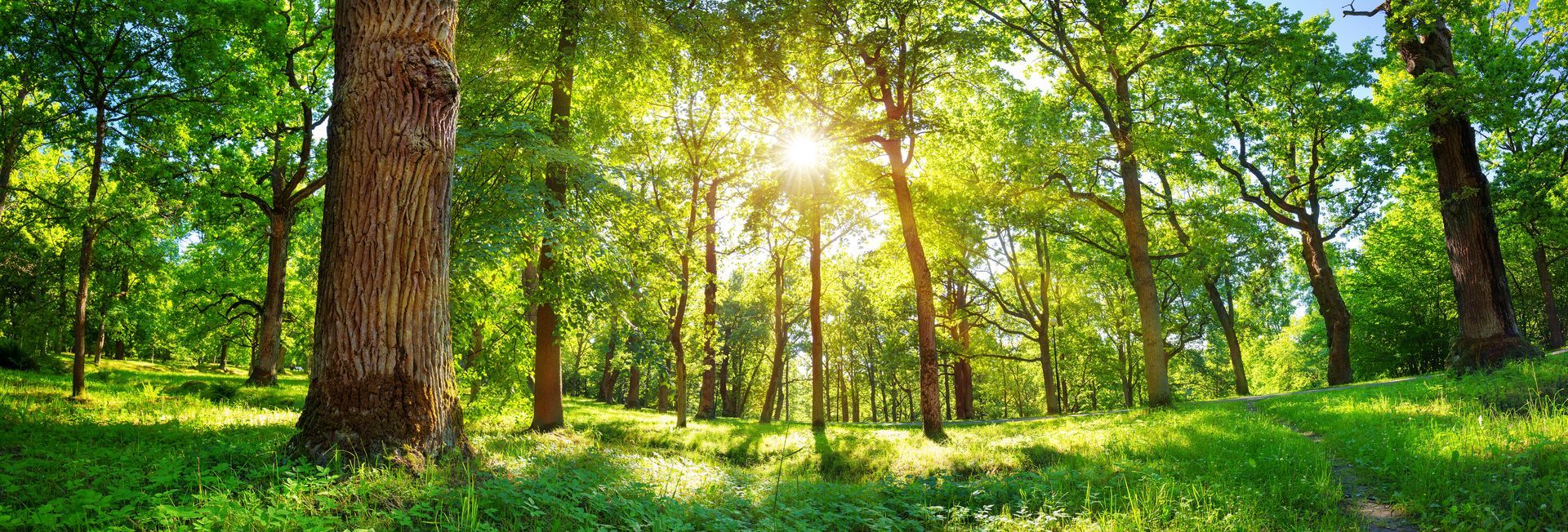Forêt verdoyante baignée de soleil, avec de grands arbres et une herbe lumineuse, la lumière du soleil filtrant à travers la canopée.