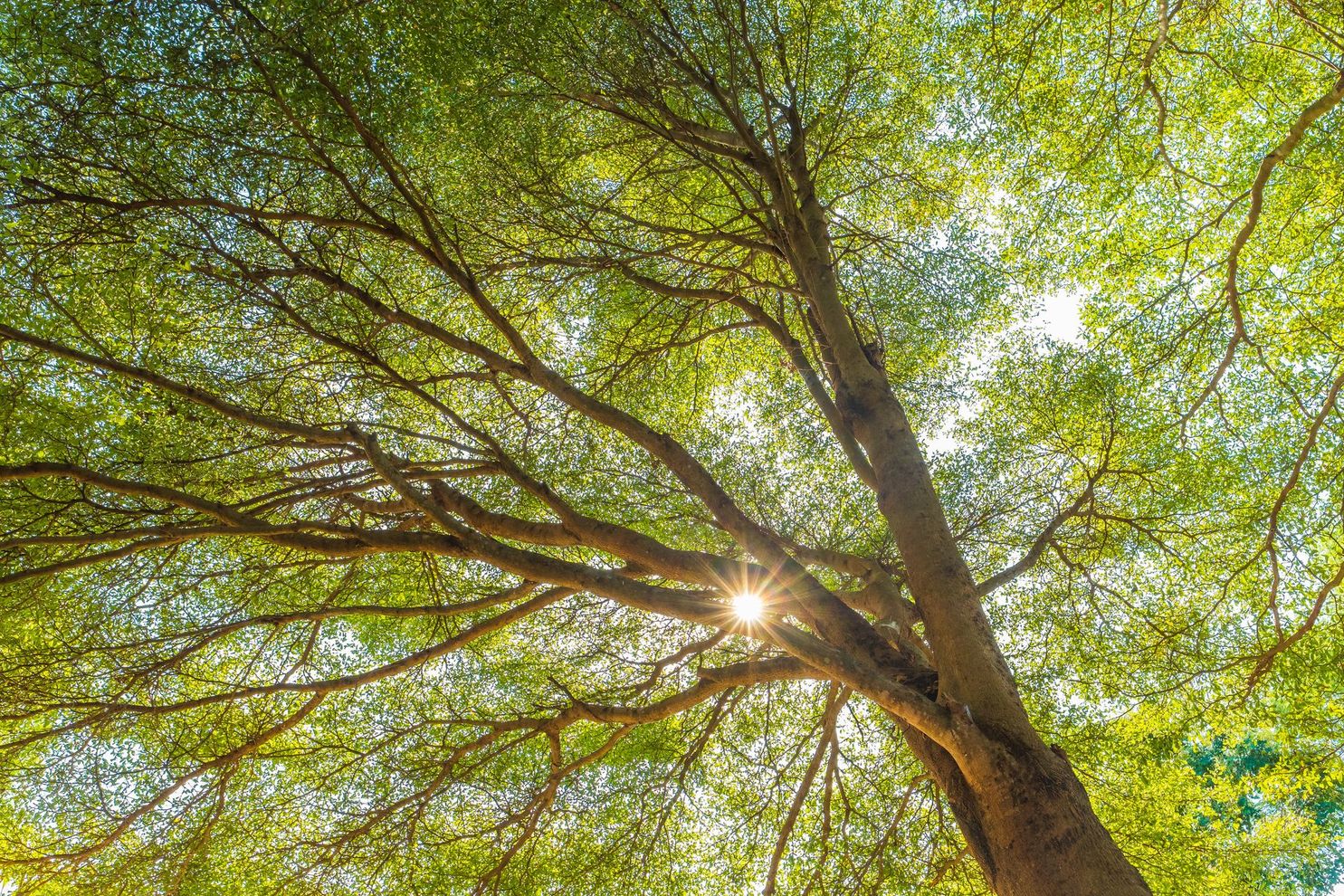 La lumière du soleil filtre à travers les branches et les feuilles vertes d'un grand arbre