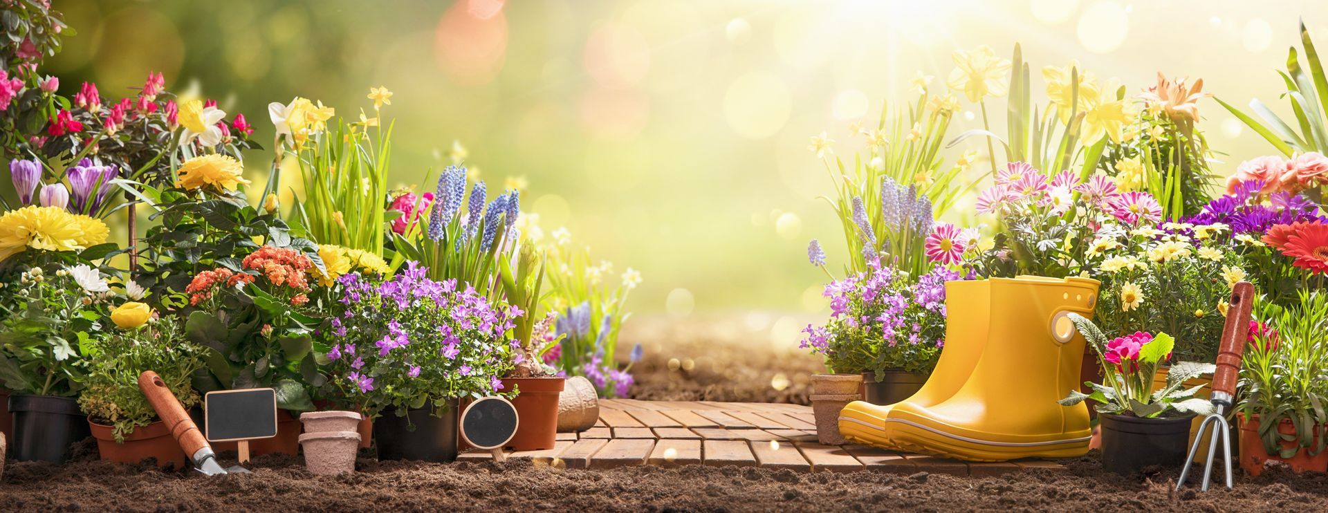 Des fleurs en pot colorées et des outils de jardinage à côté d'un arrosoir jaune dans un jardin ensoleillé