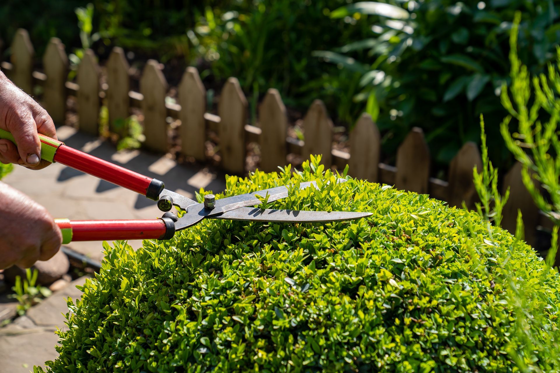Une personne taille un arbuste vert avec un sécateur à manche rouge dans un jardin ensoleillé.