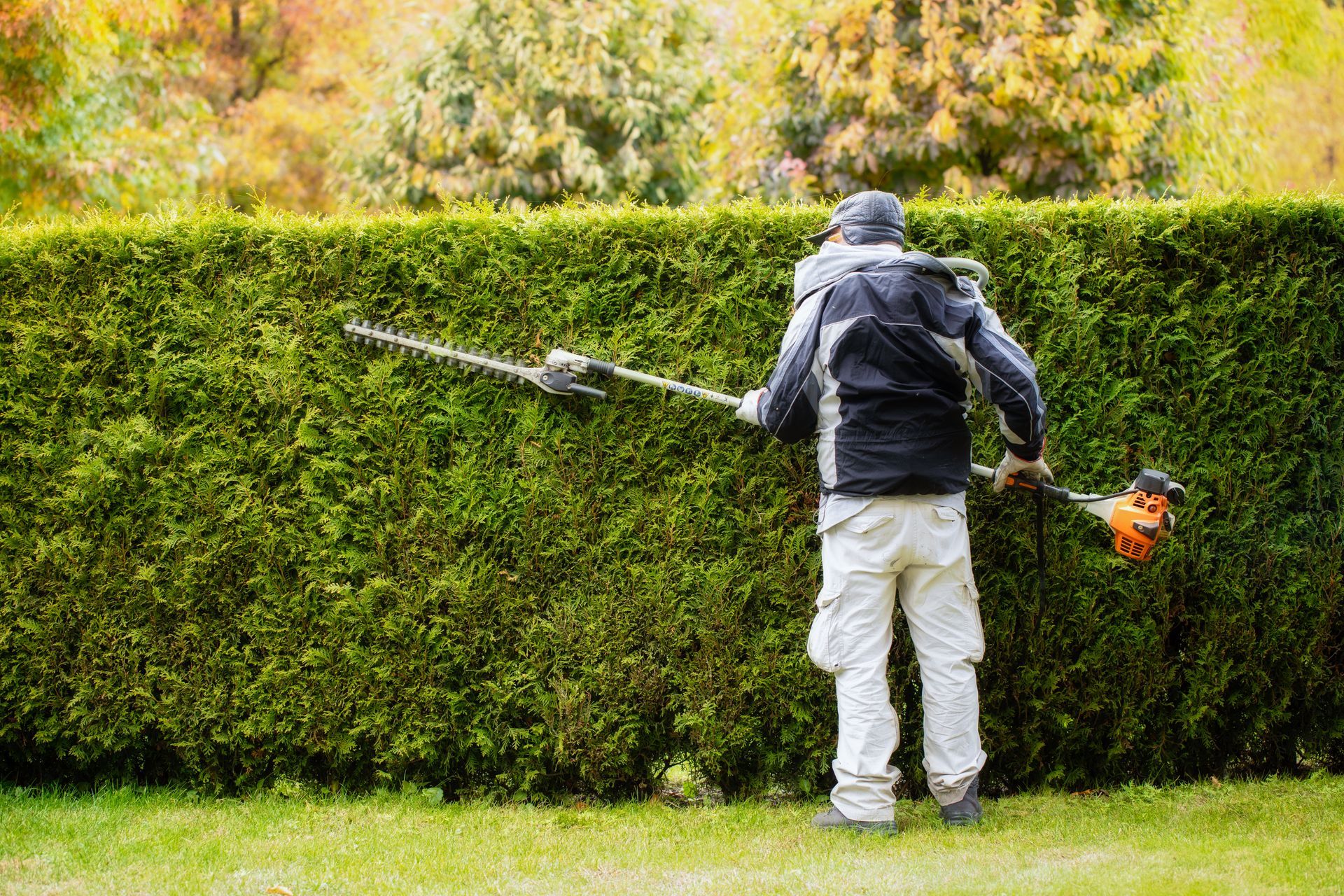 Une personne taille une haute haie verte avec un taille-haie thermique dans un jardin