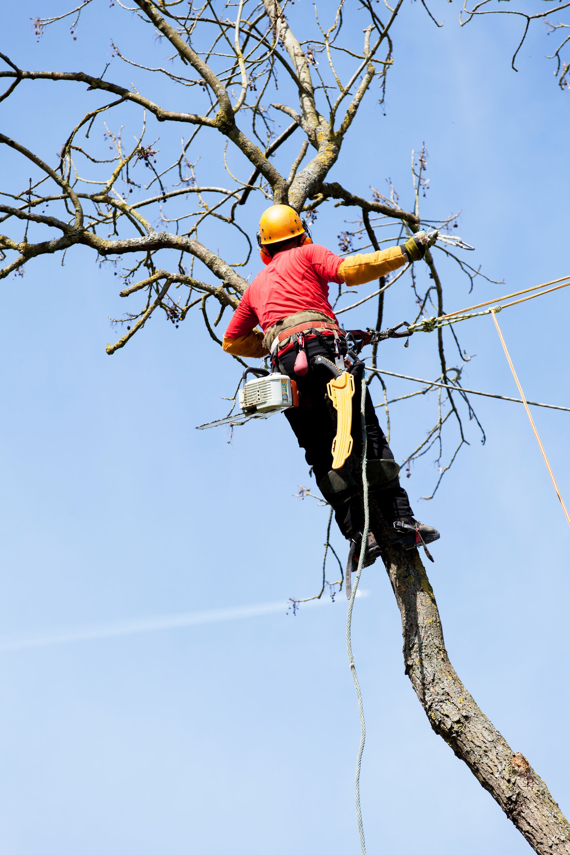 Un arboriste en chemise rouge et casque jaune taille des branches d'arbre avec des cordes sur fond de ciel bleu.