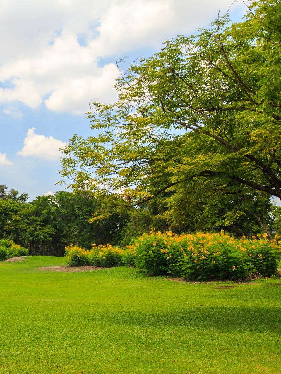 Pelouse verdoyante d'un parc avec des arbres, des arbustes et un ciel bleu partiellement nuageux